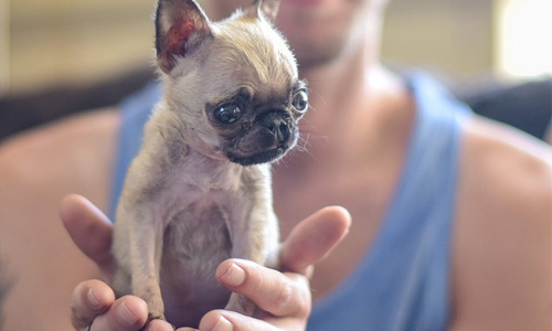 可以輕易放進口袋的小萌獸！超迷你巴哥犬在英國 狗、狗狗、小狗、巴哥犬、小