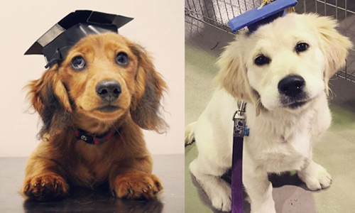 我們也畢業囉！狗狗穿學士服可愛程度萌破表 狗、狗狗、小狗、可愛、萌