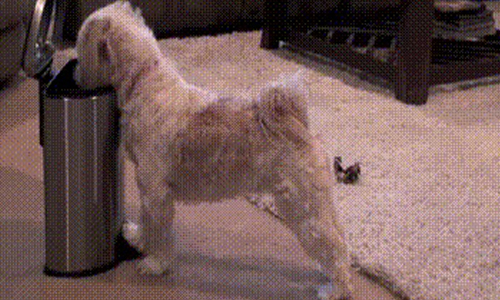 把貓貓狗狗當童養媳在養？替你做家事的可愛寵物們 寵物、童養媳、做家事、家事、洗碗、擦地、可愛、寵物