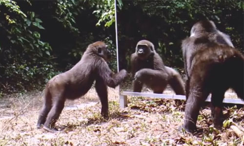 幹嘛一直學我啦！野生動物第一次照鏡子的大爆笑反應 野生動物、鏡子、動物、第一次、趣味