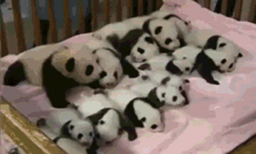 [友站新聞] 犯規犯規！ 熊貓竟然能引人犯罪！ pikicast、taiwan、熊貓