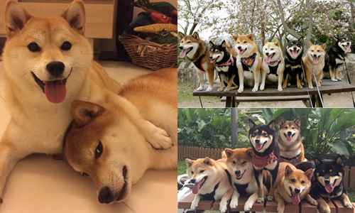 就是喜歡聚在一起吃飯！柴犬版《六人行》吵鬧登場 狗、狗狗、可愛、萌、寵物