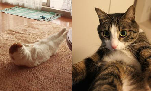 喵星人也超介意身材！這些貓咪都偷偷在家仰臥起坐練腹肌啦 貓、喵星人、毛小孩、寵物、貓咪
