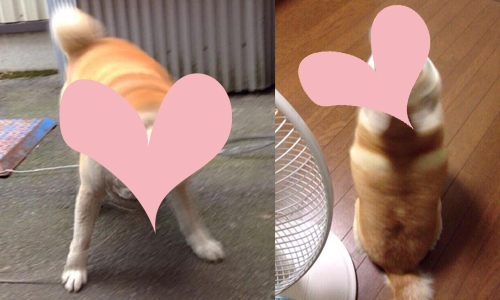 柴柴又一隱藏耍萌技能！目前外國正夯的「柴犬鑽」讓你甘拜下風 shibe drill、柴犬、狗、鑽、動物、可愛、照片、風潮