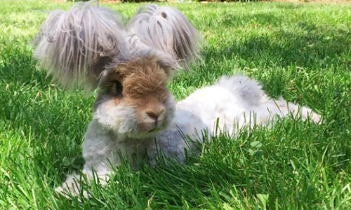 內建100%天然雙馬尾+雪靴！辣妹系萌兔Wally證明對的髮型有多重要 兔、兔子、安哥拉兔、萌、髮型