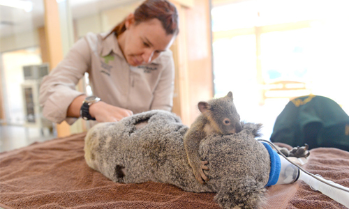 即使車禍也不離不棄！無尾熊寶寶陪媽媽動手術超催淚 無尾熊、動物、可愛、寶寶、萌
