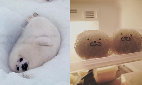 擅自入住冰箱在裡面吃好喝好？！軟綿綿的米海豹大舉入侵中 米海豹、 ゴハンアザラシ、日本人、飯糰、便當