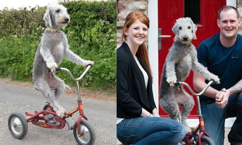 平衡感根本比人還好！狗狗逆風騎腳踏車沒在怕 狗、狗狗、英國、Barry、貝林登㹴犬