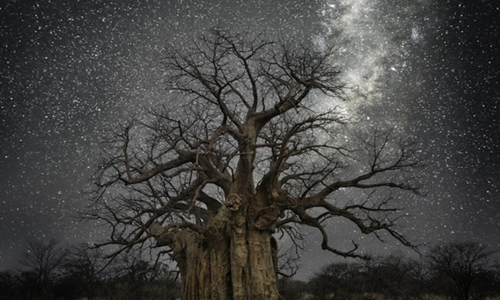 她的願望是拍遍全世界的神木！滿天繁星與大樹之間的神秘景象 Beth Moon、Diamond Nights、全世界、繁星、星空、夜景、神木、神秘、麵包樹、行星、月球、藝術