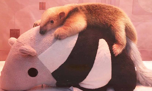 趴在你身上好有安全感～軟萌食蟻獸寶寶撒嬌討抱抱 食蟻獸、寶寶、動物、日本、兵庫