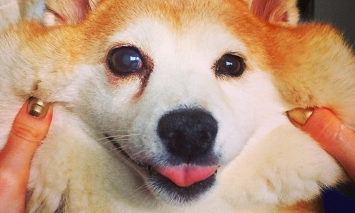 用笑容療癒全世界！給你滿滿正能量的棉花糖柴犬「Cinnamon」 柴犬、柴柴、狗、犬、可愛、Cinnamon、笑容、療癒、花童、婚禮、大尺寸