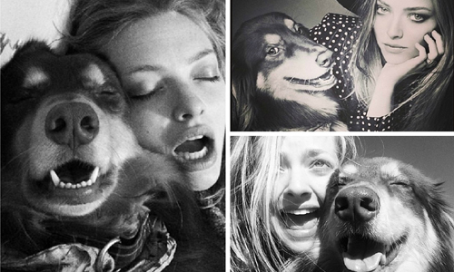 女神的親密摯友兼頭號粉絲！亞曼達賽佛瑞和狗狗Finn的溫馨日常 亞曼達賽佛瑞、狗、可愛、寵物、牧羊犬