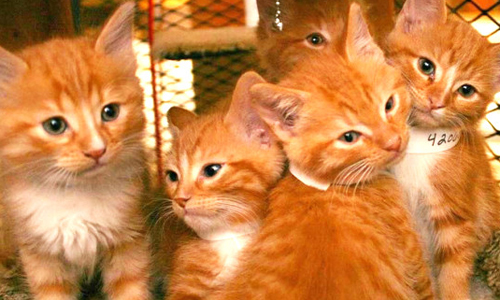 「貓咪圖書館」不借書只借貓！超療癒流浪貓歡迎借了不還 貓、貓咪、動物、可愛、圖書館