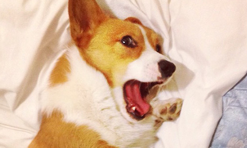 肥屁屁錯了嗎！一隻名叫洛基的柯基被主人出賣的18個時刻 柯基、狗、萌、短腿、corgistagram