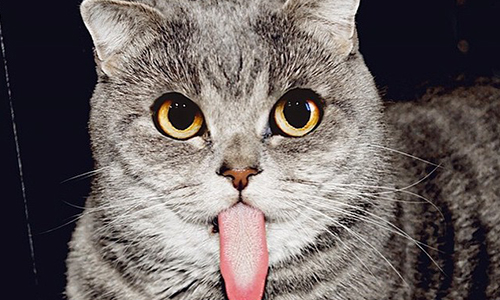 牠管不住自己的舌頭？吐舌貓Melissa一招萌遍天下！ 貓、摺耳貓、吐舌頭、Alina Esther、Melissa Einstein cat