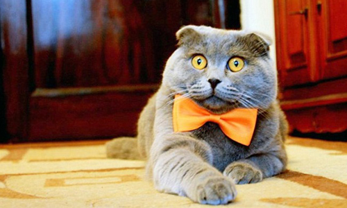 我的老闆是喵星人？！貓奴喊話想在貓老闆底下工作 貓、喵星人、可愛、萌、老闆