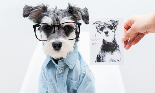 帥氣不輸金牌特務！狗界部落客Remix的時尚日常 Remix、狗界部落客、時尚、金牌特務、雪納瑞