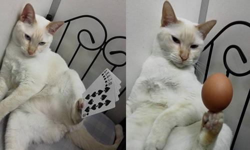 「立蛋對朕來說只是小case！」不管甚麼都能頂的淡定喵星人Gaigai wuwu 可愛、動物、貓咪、喵星人、頂頂