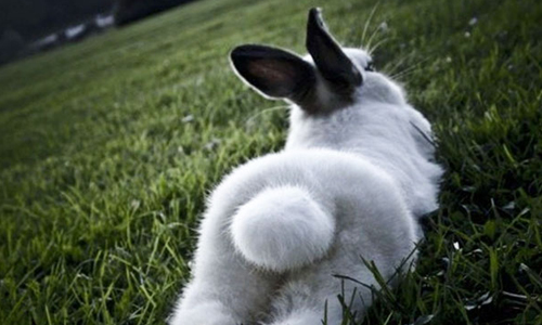 想對牠的小屁屁伸出鹹豬手嗎？動物性感撩人照大集合 動物、寵物、性感、撩人、照片