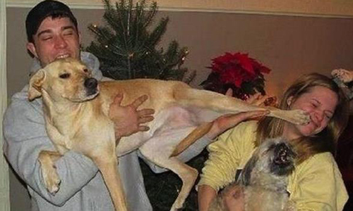 就是喜歡從你背後來陰的！15張圖告訴你寵物是天使也是惡魔 圖片、照片、寵物、動物、天使、惡魔、調皮、搞怪、惡搞、不聽話、壞