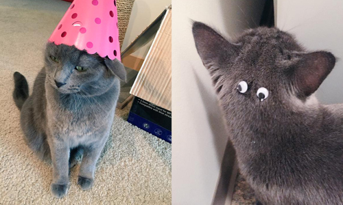 玩弄主子永遠玩不膩 只要兩個步驟立刻讓貓貓變諧星…… 貓奴、貼紙、惡作劇、可愛、龍貓、貓、 Journie