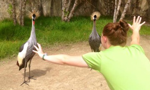 只要有心你也可以馴服萬物！《侏羅紀世界》主角換人做做看 心、馴服、經典、橋段、惡搞、創意、電影、侏羅紀世界、主角、網路、熱潮