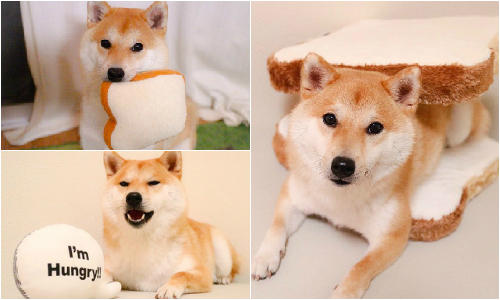 最喜歡的食物是吐司！呆萌柴犬Daifuku吃貨日記 狗、狗狗、汪星人、毛小孩、可愛