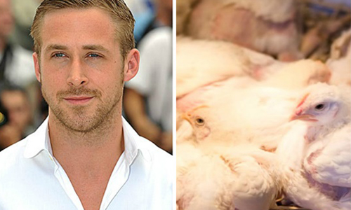 妞快報：救人之後換救雞！雷恩葛斯林為雞發聲愛心滿到漫出來了 妞快報、救人、救雞、雷恩葛斯林、為雞發聲