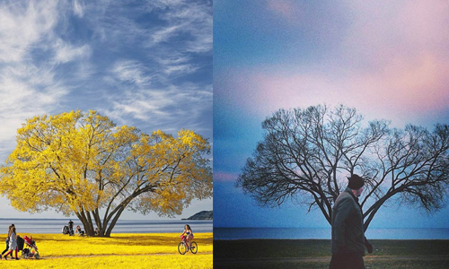 這棵樹有什麼魔力？攝影師2年來拍同一棵樹的秘密 Patrik Svedberg、Broccoli Tree、樹、瑞典、攝影、照片、四季、韋特恩湖、療癒、平靜、力量、大自然、藝術