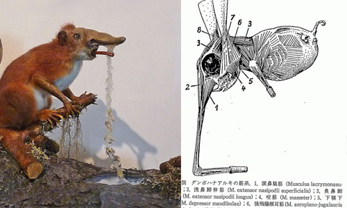 已經因武器實驗滅亡？用鼻子行走的虛構獵奇生物—鼻行種 核能、鼻行種、鼻行、鼻行生物、動物、獵奇、神奇、物種、animal、奇幻、科學、虛構