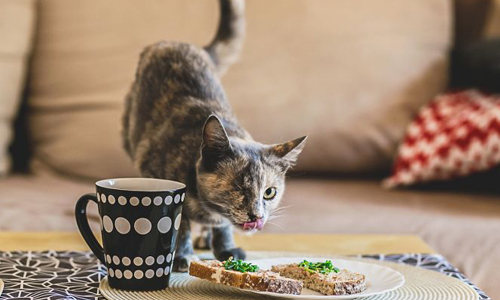 完全捕捉到貓咪的缺陷美！攝影集《我仍是一隻貓》 貓、動物、可愛、攝影、藝術