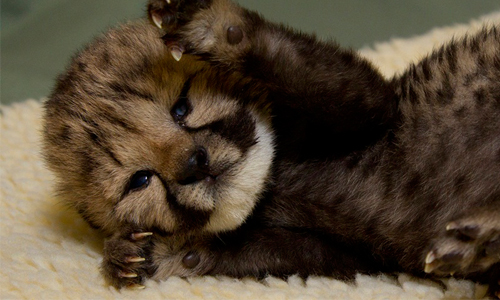 [友站新聞] 軟綿綿的好想摸 讓人心融化的動物小時候 pikicast、taiwan、可愛、寶寶、動物