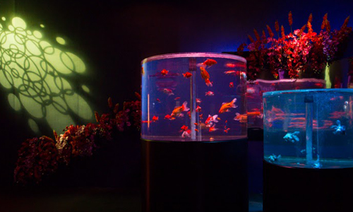 宛如少女漫畫中的夏日祭典 超夢幻金魚特展直擊 金魚特展、西村美江子、日本、台灣、跨國合作