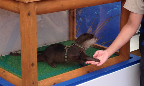 巨星排場一天只見12人！日本水族館的水獺握手會期間限定開握中 水獺、 Sunshine 60、太陽城、握手會、可愛