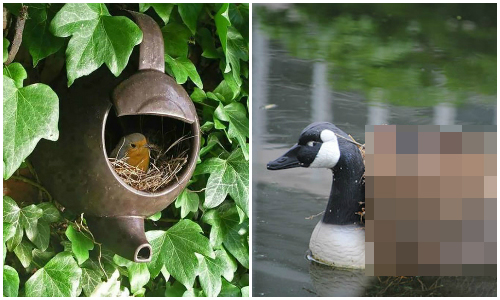 哪裡都可以築巢！12張照片見證不可思議的鳥巢 鳥、築巢、奇景、鳥巢、景觀