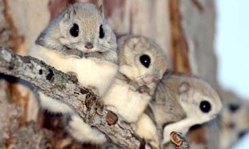 [友站新聞]好像玩偶 萌萌噠小飛鼠降臨 是不是像假的一樣口愛啊~ pikicast、taiwan、小飛鼠、松果、可愛