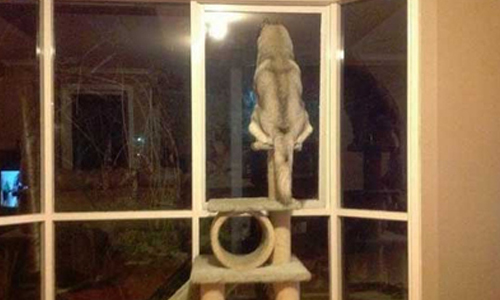 [友站新聞]誰說只有小狗可愛？ 大狗狗的魅力不同凡響 從小狗身上無法體驗到的唷～ pikicast、taiwan、大狗狗、毛茸茸、大型暖暖包