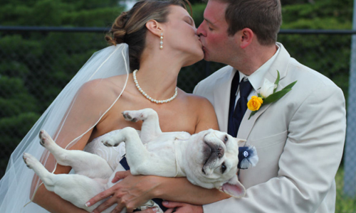 保鑣、伴郎、花童通通都找牠！狗狗在婚禮的10個角色 保鑣、伴郎、花童、寶寶、婚禮