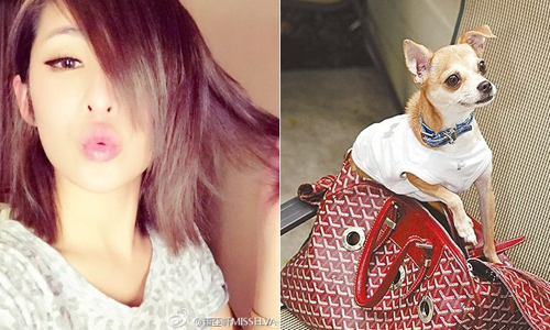 阿不就好狗命？5位名人寵狗行為讓你自嘆「人不如狗」 林心如、炫富、寵物、愛狗、孫芸芸