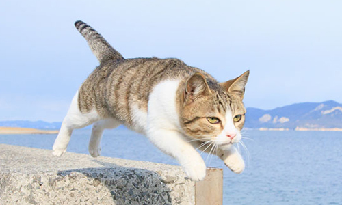 紅遍日本的「飛天貓」駕到！貓奴必去的東京展覽盛會將登場 愛玩妞、貓、可愛、貓奴、ねこ専2015浅草