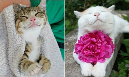 是夢到在小魚堆裡嗎？融化你心的笑臉貓咪 貓、貓咪、喵星人、笑臉貓、笑臉