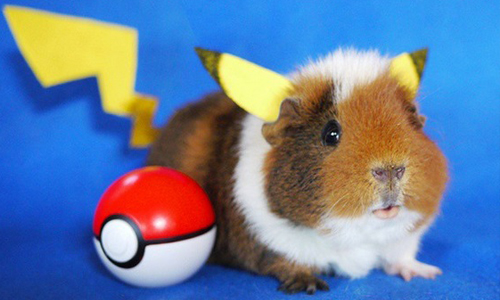 你被這隻皮卡丘電到了嗎？動物界最強Coser天竺鼠可愛登場 神奇寶貝、皮卡丘、可愛、天竺鼠、動物界、Coser、Cosplay、萌、fuzzberta