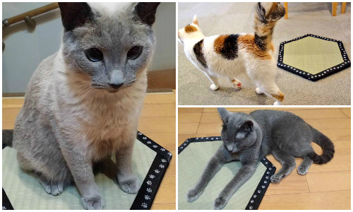 不用膠帶也能收伏喵星人！新傳送裝置「貓兒榻榻米」登場 貓、喵星人、可愛、萌、榻榻米、日本、收服、神奇、墊子、貓咪、開箱文