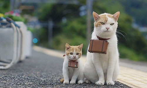 意圖使人轉職當貓！「如何當一隻貓」不正經漫畫指南 貓、貓咪、喵星人、漫畫、HOW TO BE A CAT、Last Lemon、Lisa Swerling、Ralph Lazar