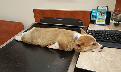 你們根本是吃了安眠藥吧！？汪星人走到哪睡到哪爆笑特輯 可愛、動物、狗、狗狗、汪星人