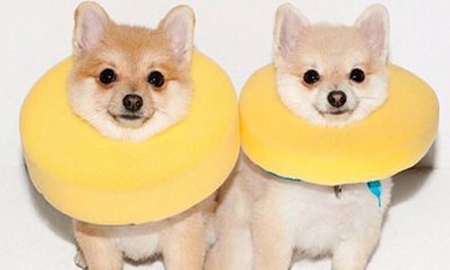 名模搜查線：動物也能當模特兒？盤點4隻涉足時尚界的寵物們 寵物、動物、時尚、名模搜查線、時尚圈