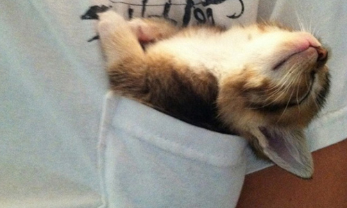 整個世界都是我的小臥房！ 15張圖證明貓咪哪裡都能睡 臥房、貓咪、睡覺、睡著、可愛