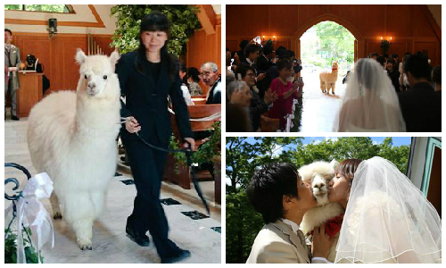 我有羊駝當花童你有嗎？日本另類童話婚禮 羊駝、日本、婚禮、結婚、那須