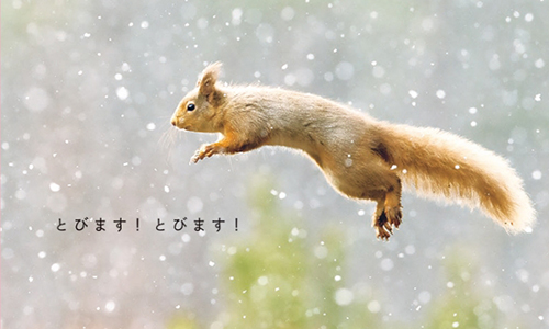 一起離開地球表面！動物跳跳瞬間萌點攝影 動物、攝影、跳、跳躍、とびます！とびます！