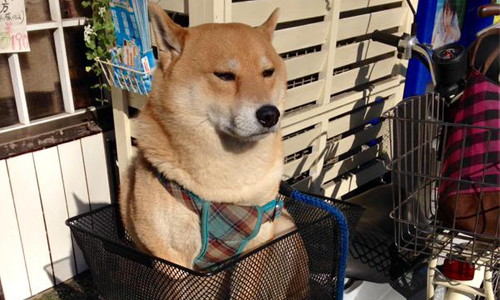 我會慢慢等等電動門的鈴聲～ 你在血拼時狗狗都是這副模樣…… 狗、等待、主人、購物、血拚